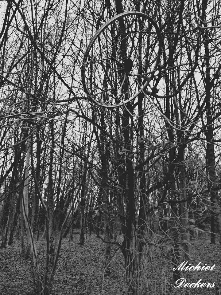 An bicycle wheel casually hanging in a tree