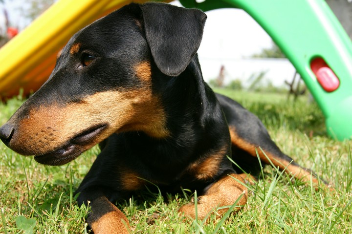dog