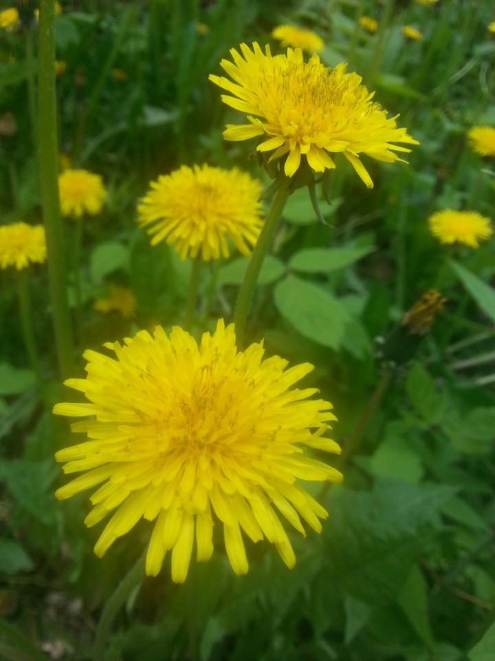 Dandelions
