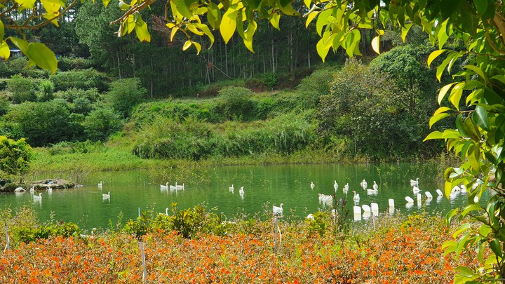 Swan lake