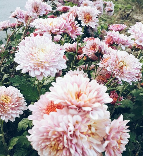 Flowers