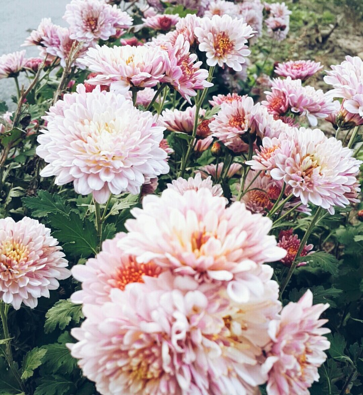 Flowers
