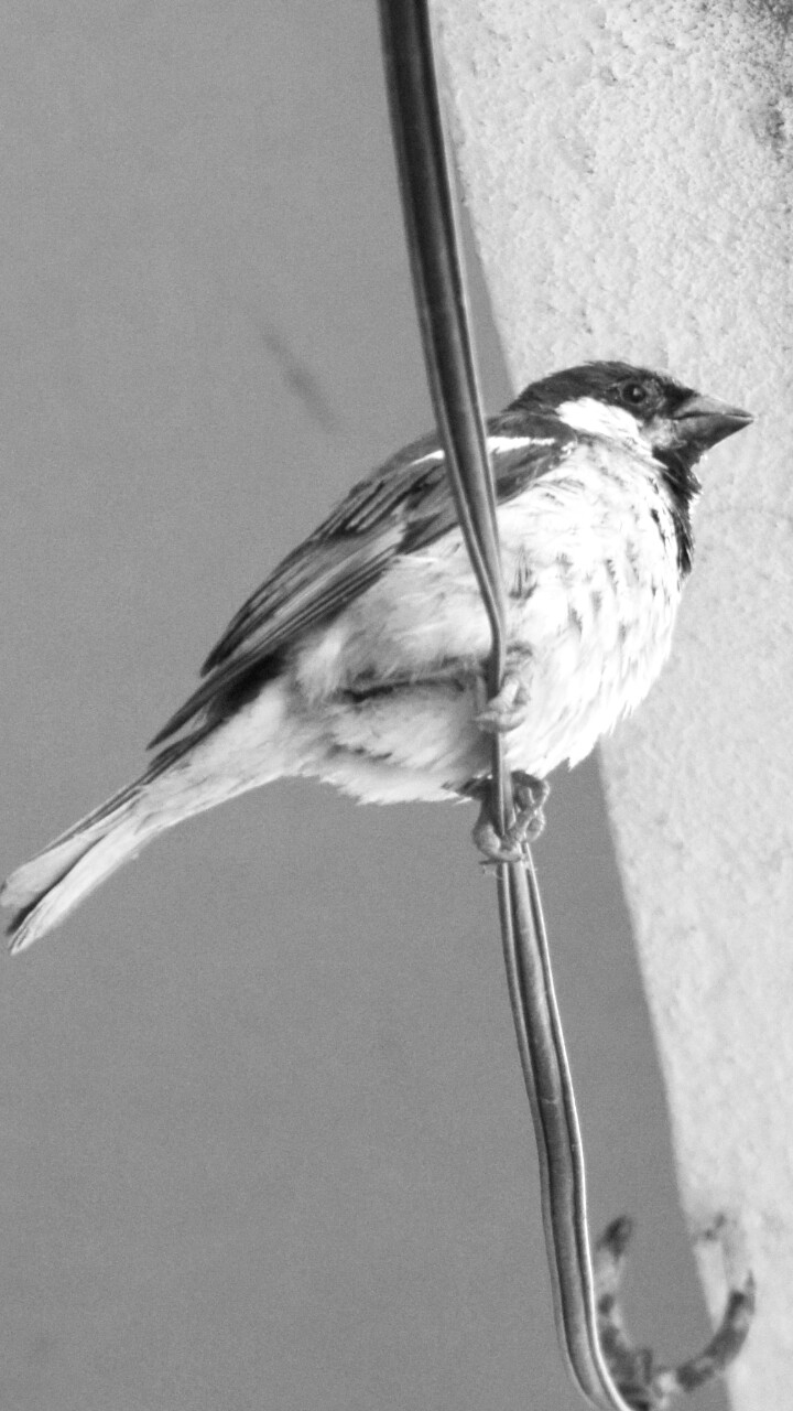birds love