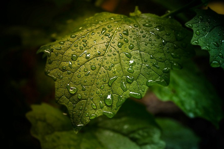 Leaves water drops