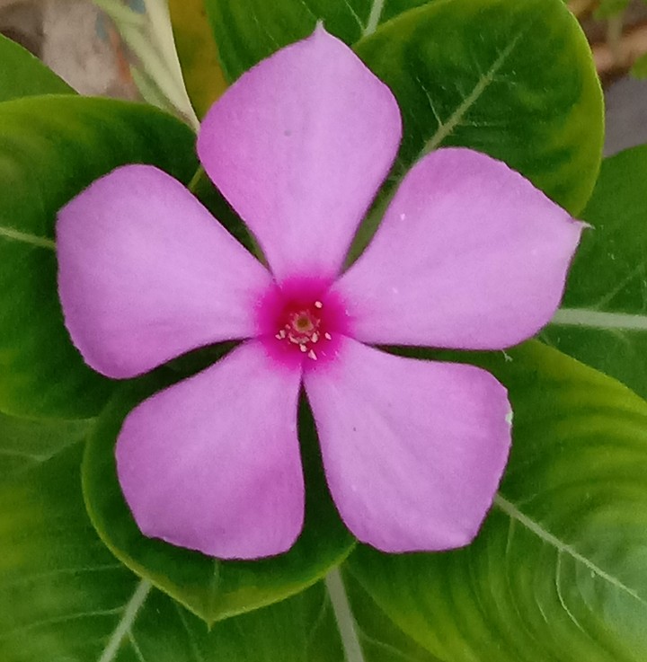 flower