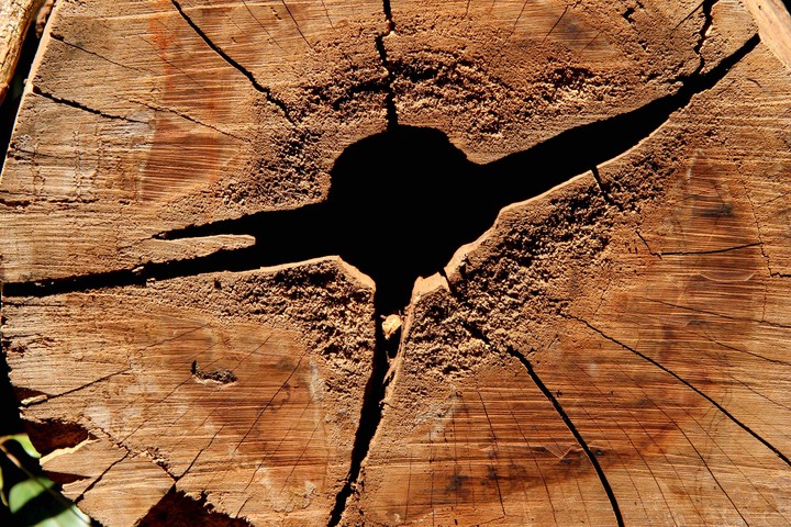 Wood universe