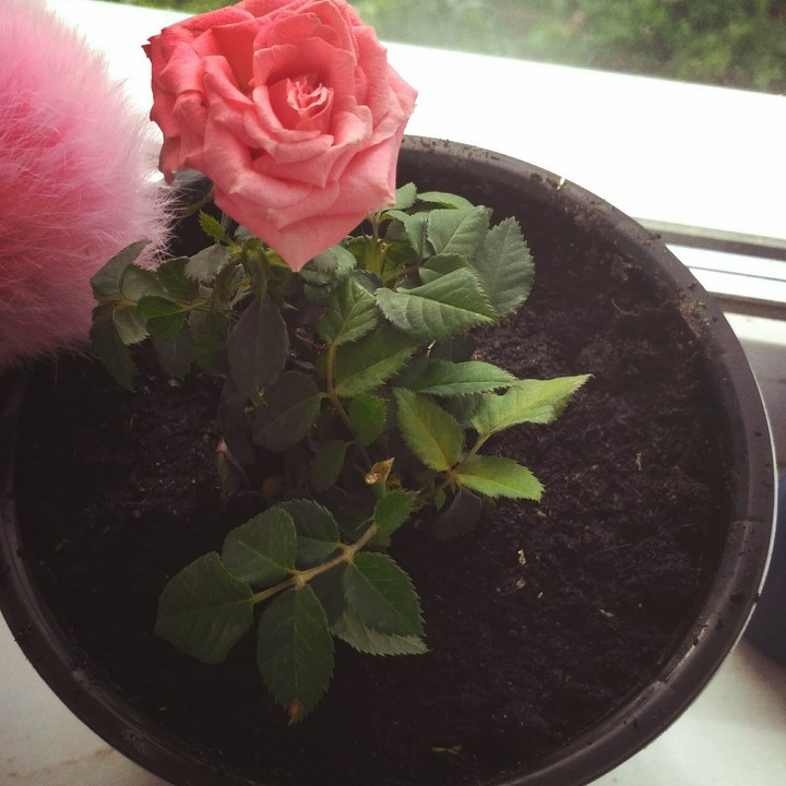 flower