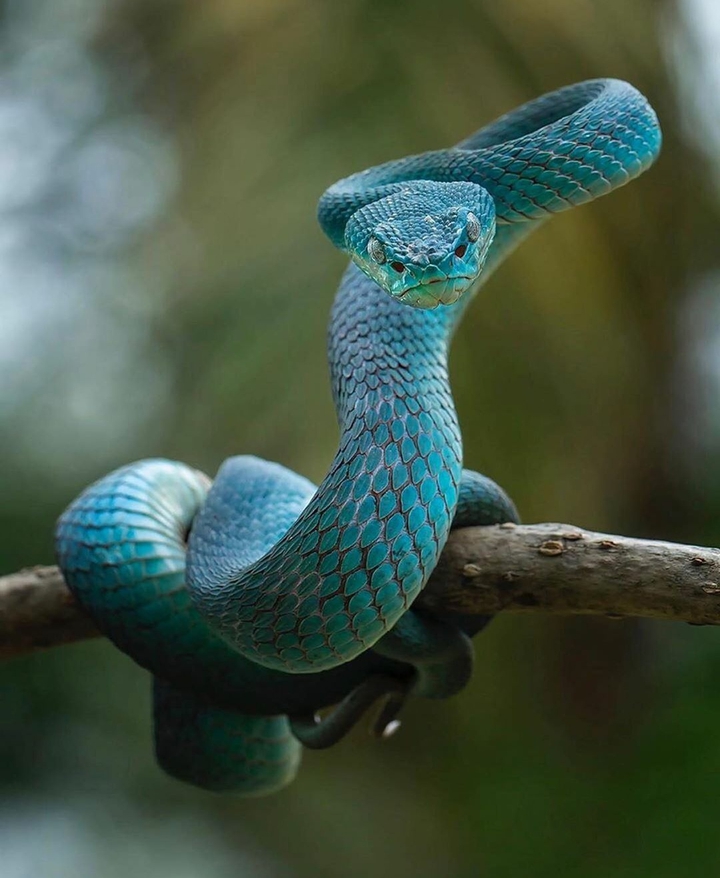 Trimeresurus insularis??