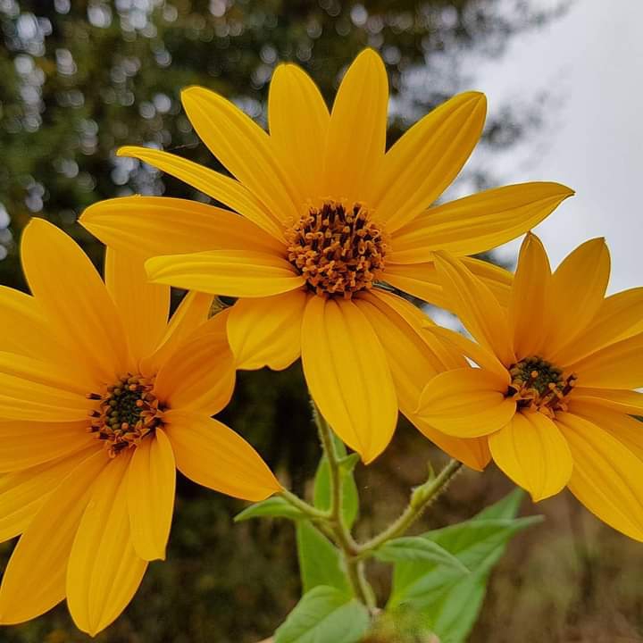 Yellow flowers :)