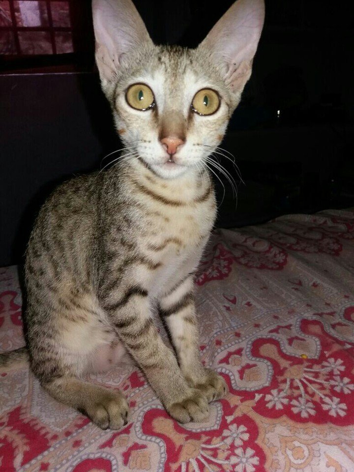 cute cat