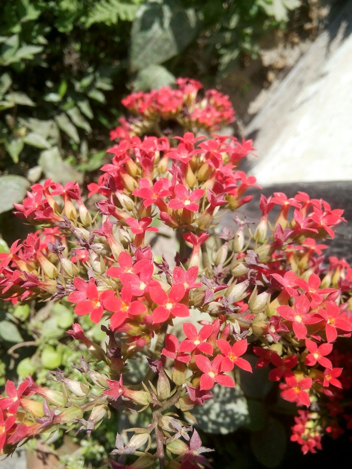 flower