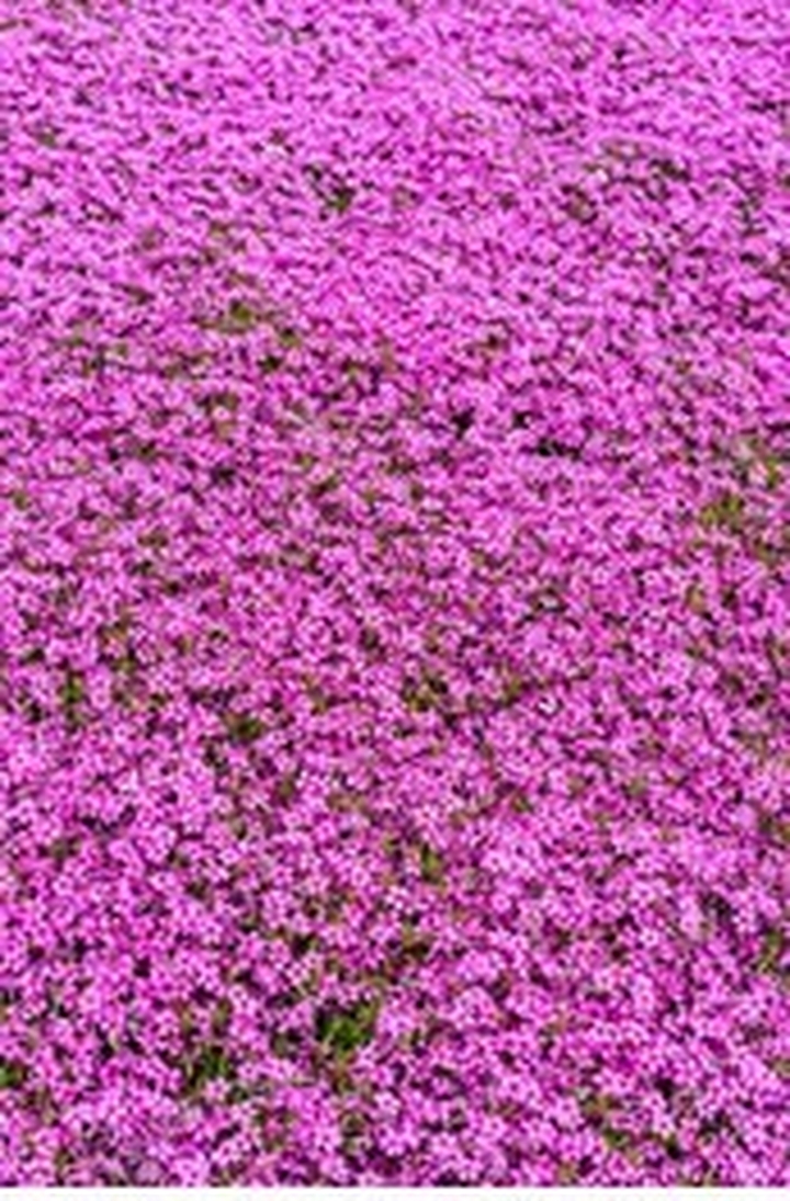 fondos de pantalla purple, flower