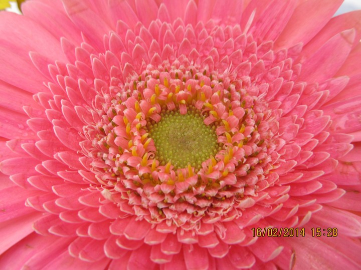 petals