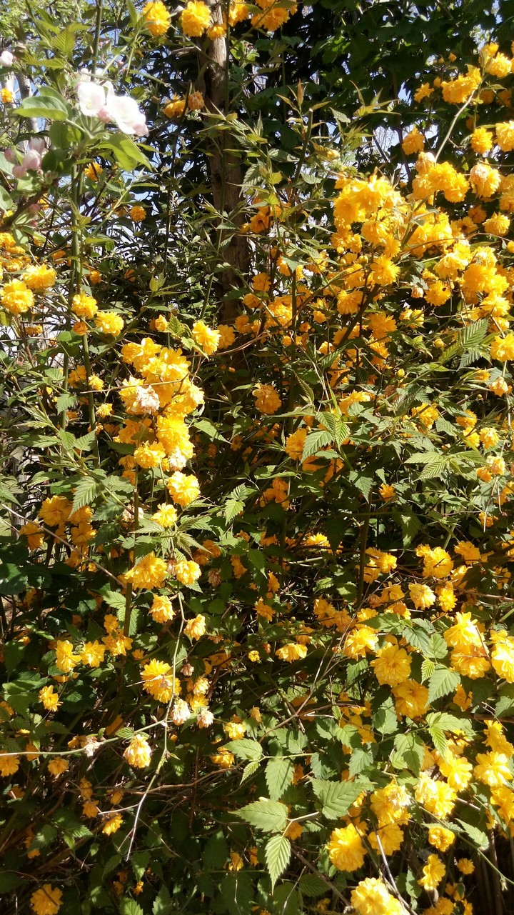 sun,flowers