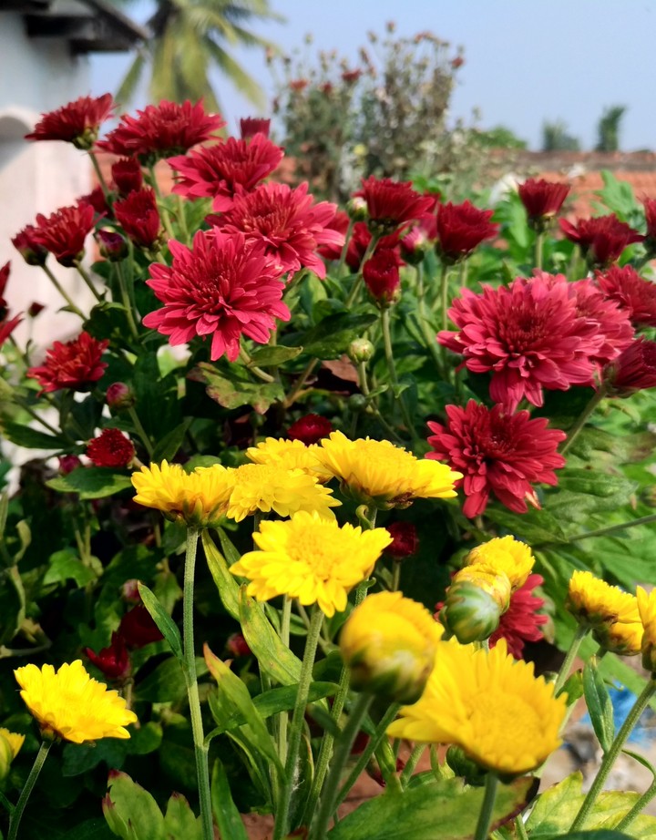 flower bunch