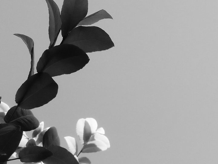 Black n White
