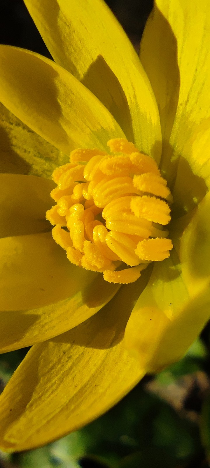 macro flower