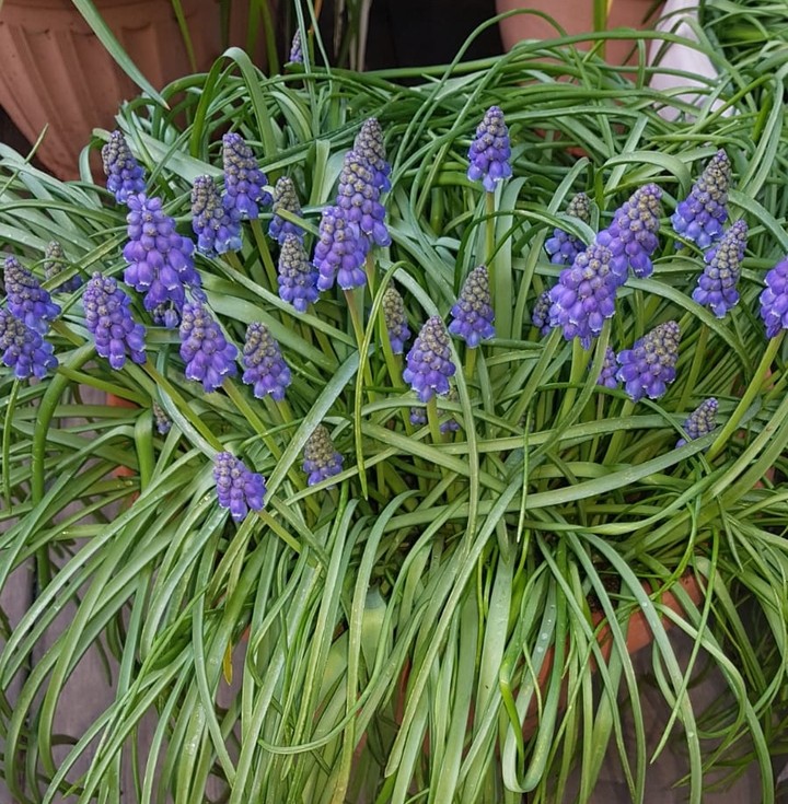 flowers