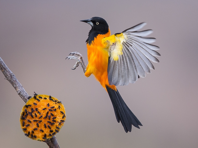 .