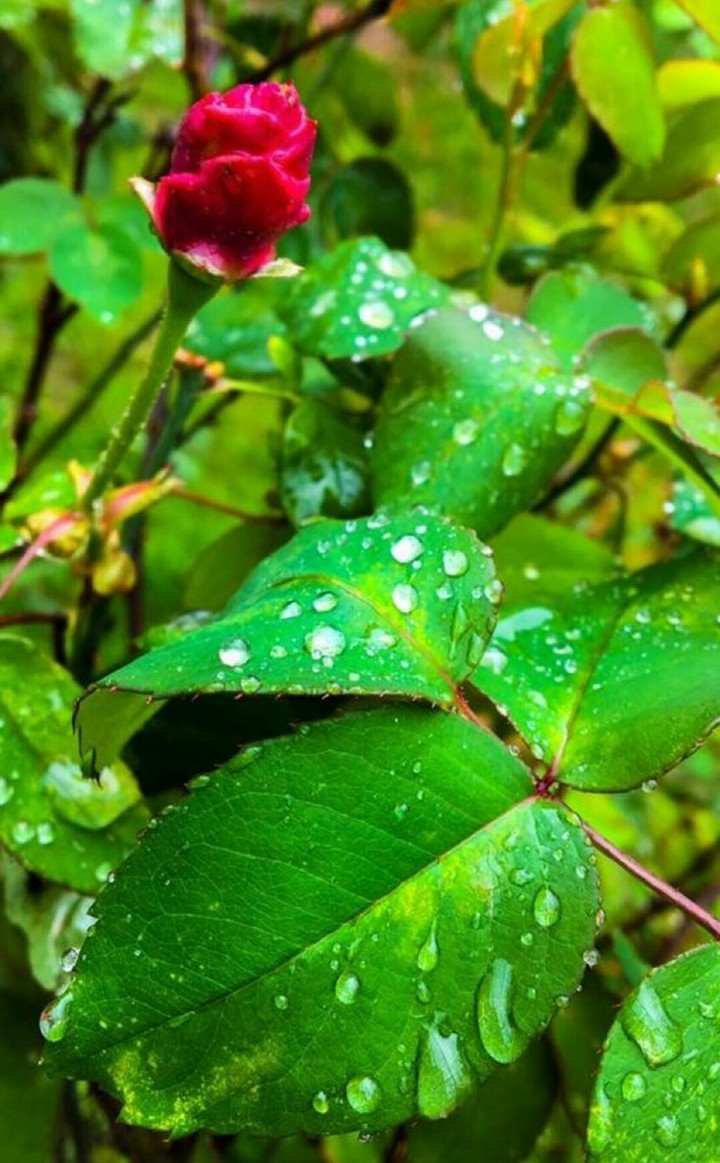 rose