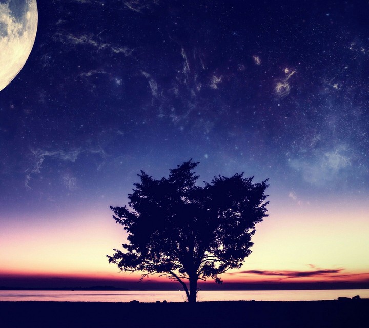 tree