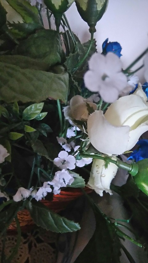 gardenia, flower壁纸
