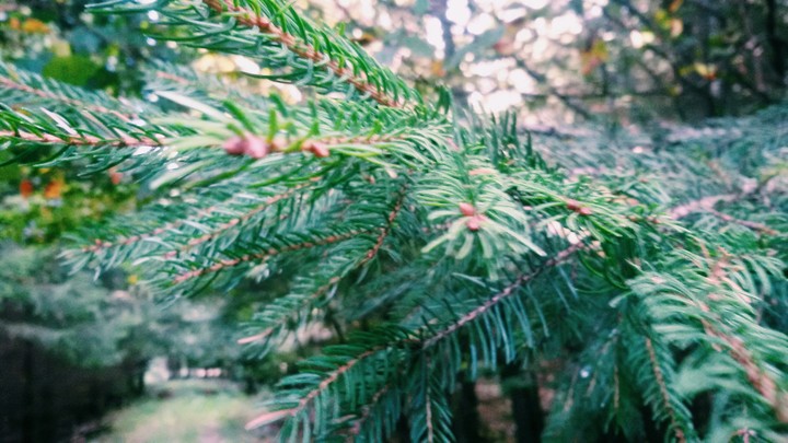 Wald
