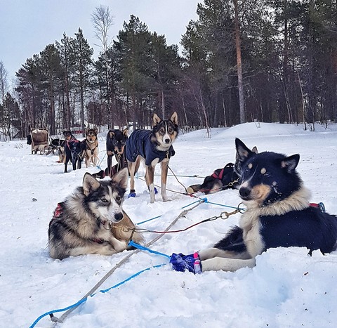 husky dog sledding