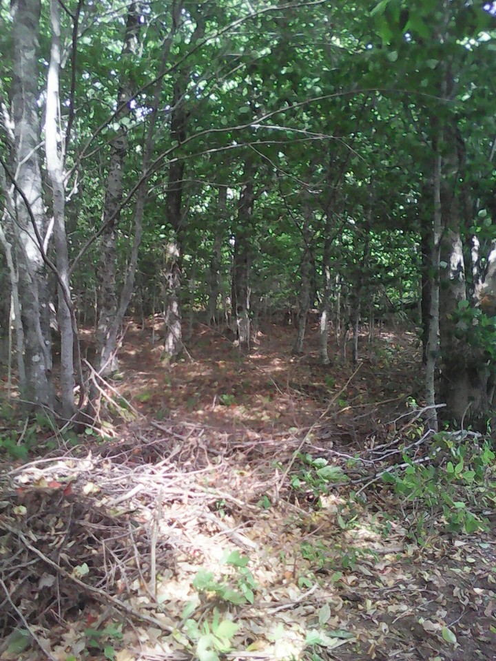 Large Forest