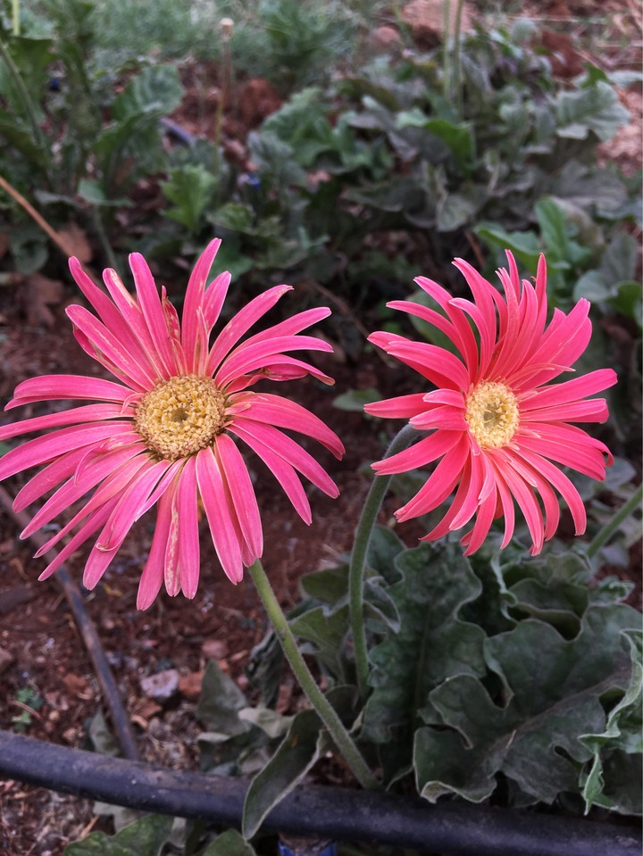 Daisy