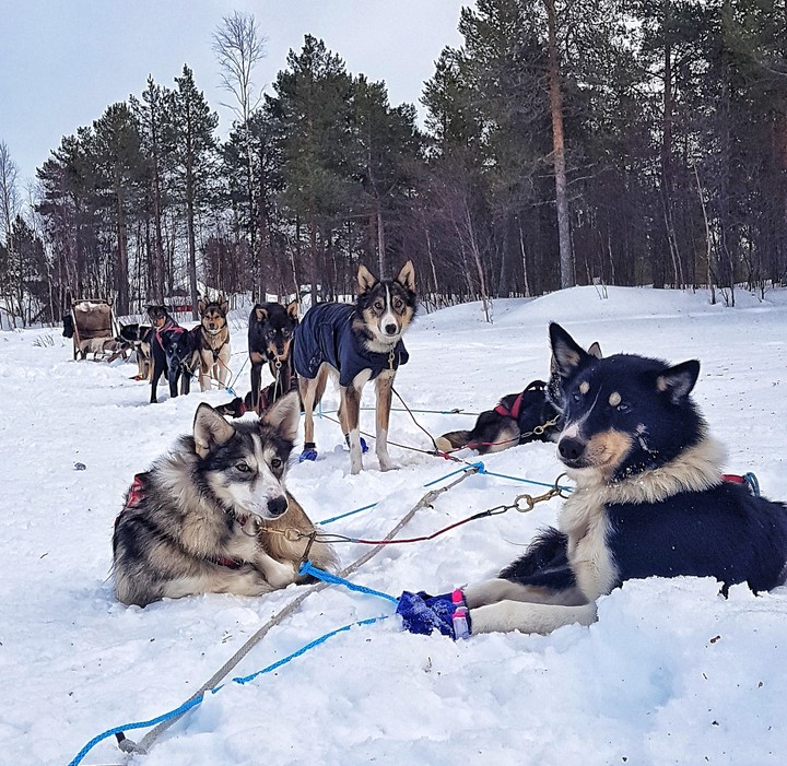 husky dog sledding
