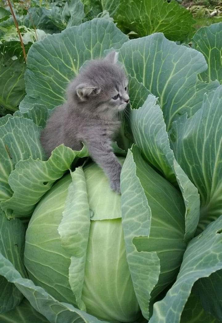 kitten ??