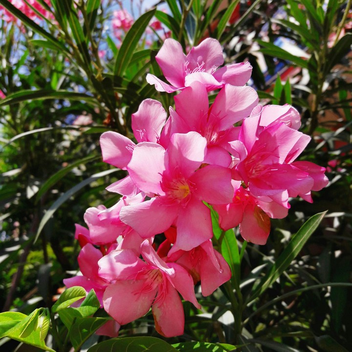 alari flower