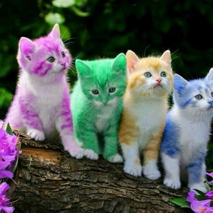 Friendscolors