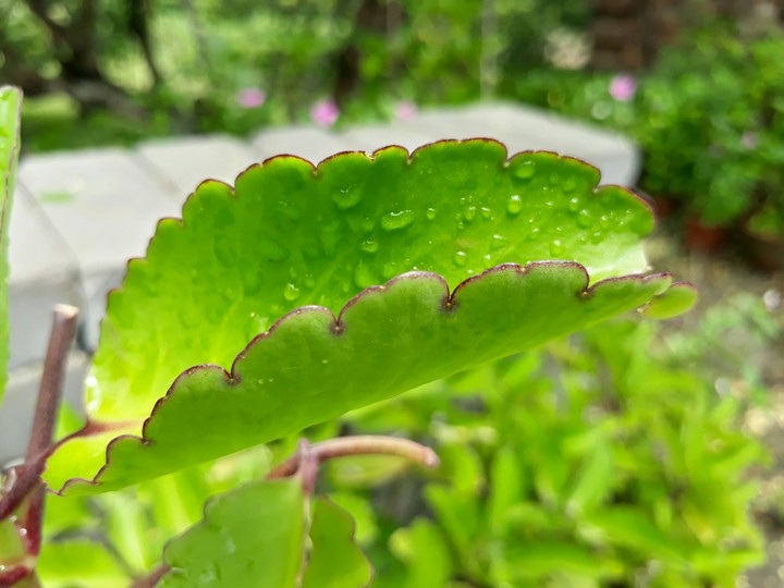 Bryophyllum