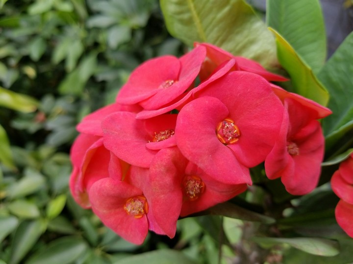 beautiful flower