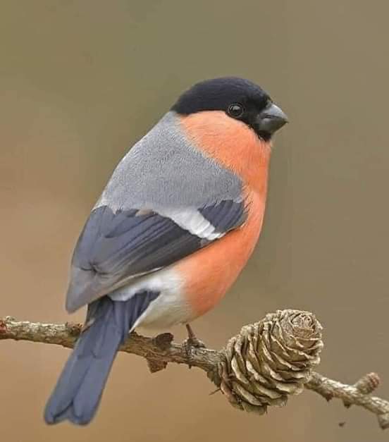 Bird