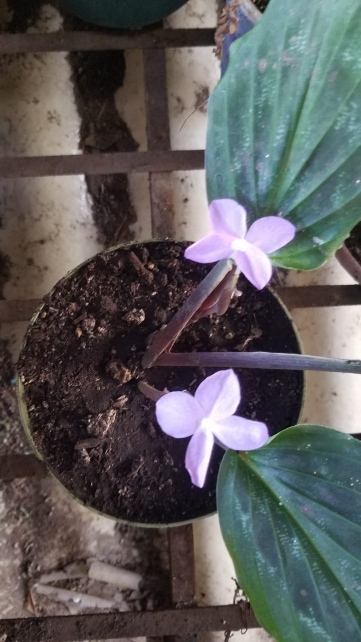 lilas