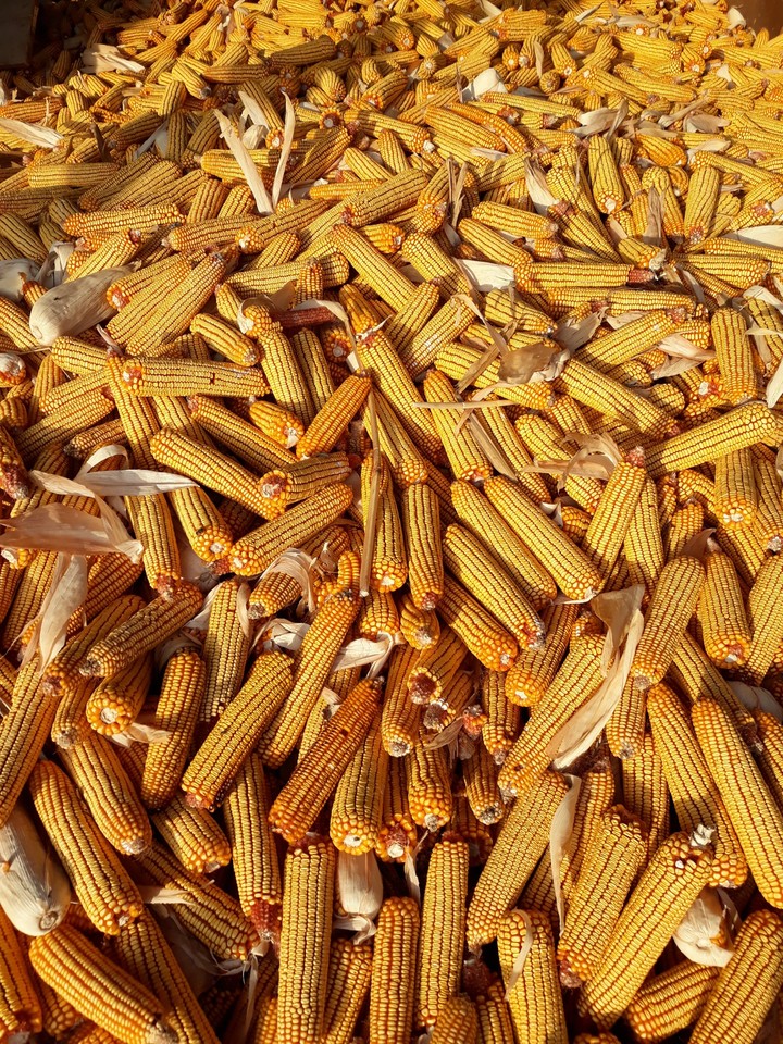 corn