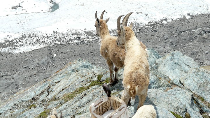 Steinbock auf dem Gornergrat
