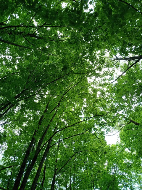 tree, trunk वॉलपेपर