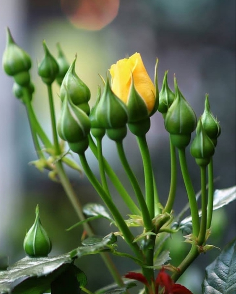 Roses