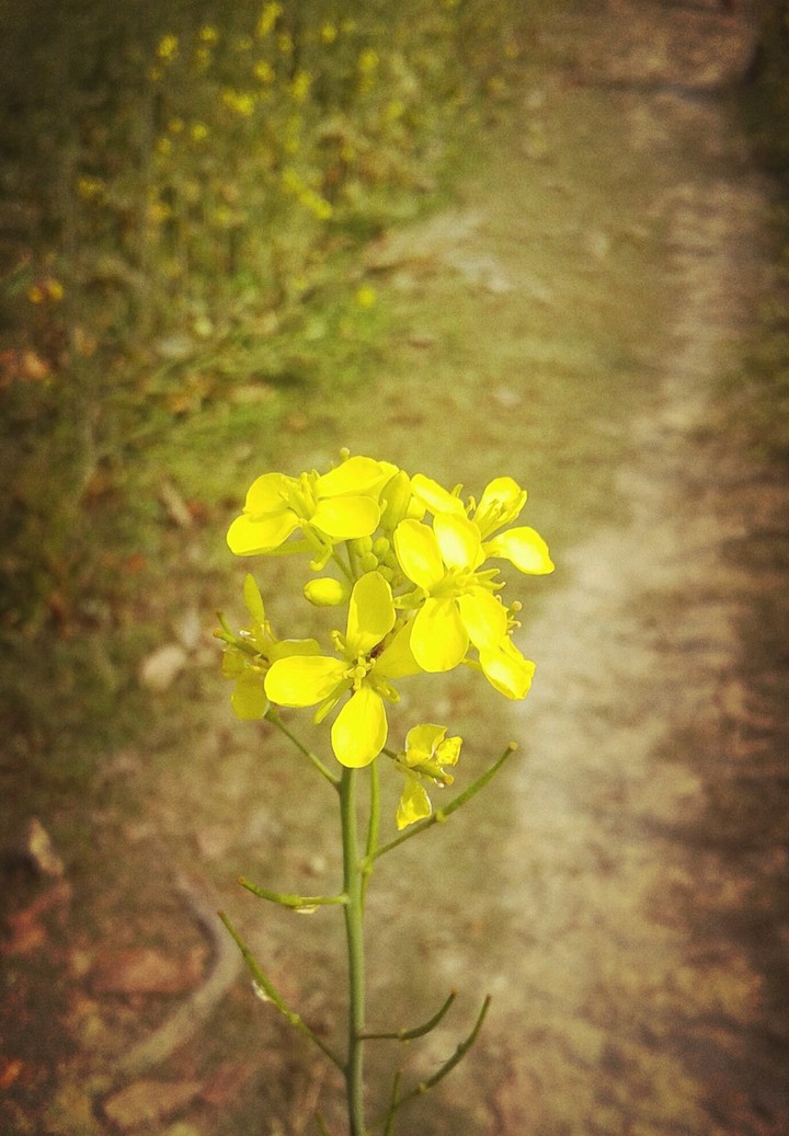 Mustard flower