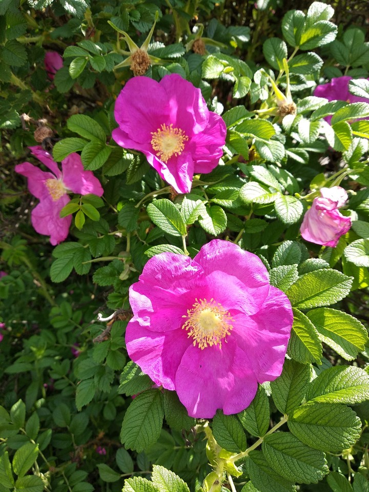 Wildrose