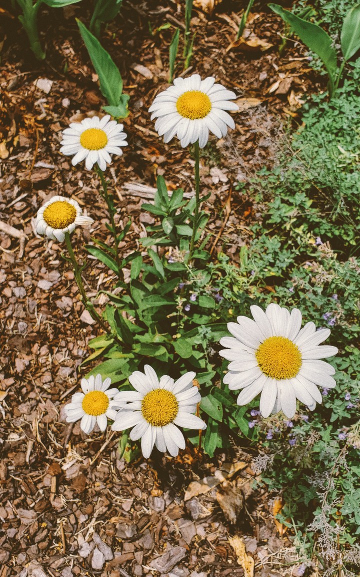 ???daisy