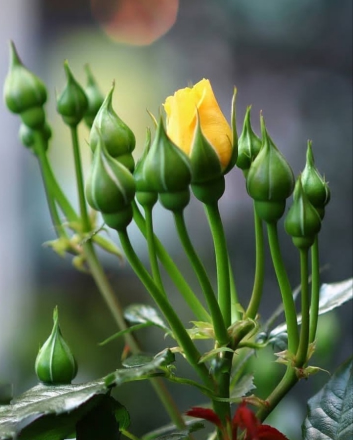 Roses