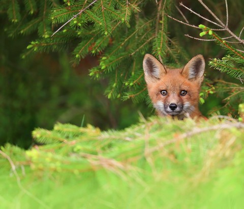 ταπετσαρίες fur, canidae