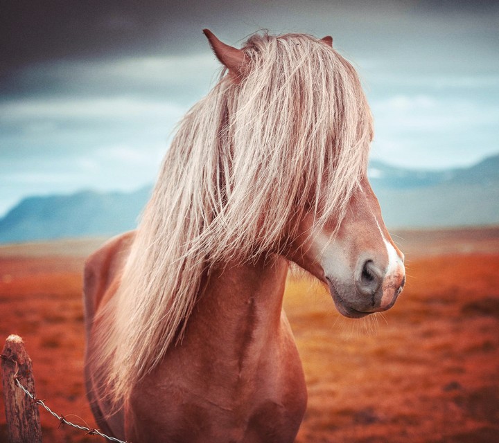 horse