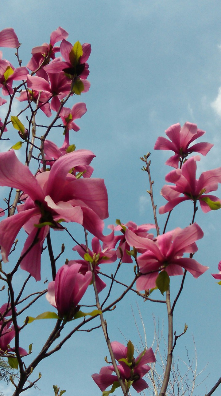 Spring happines