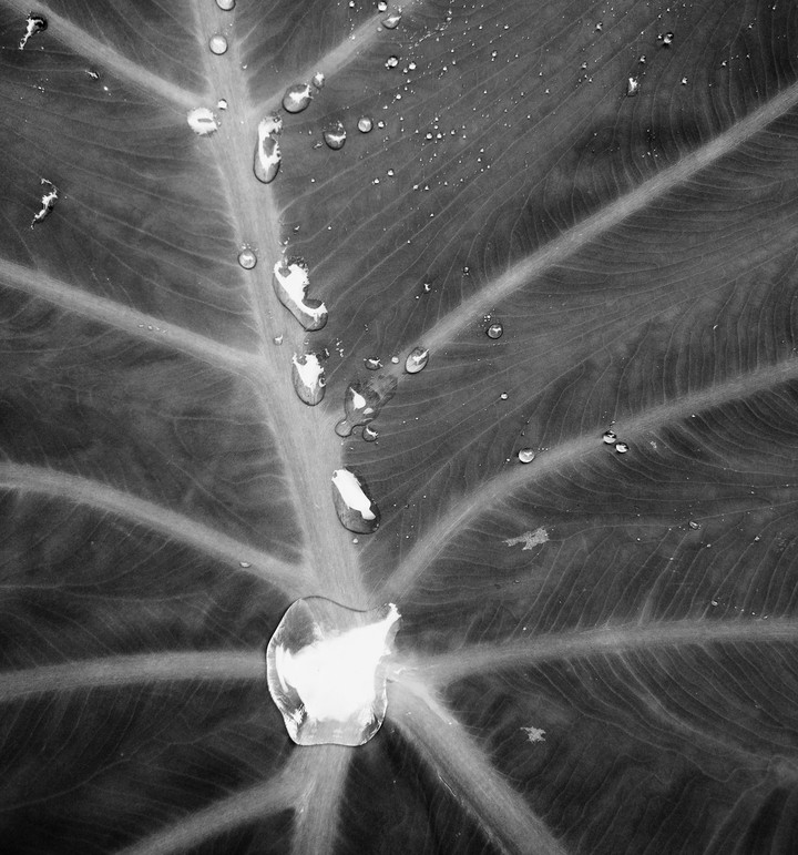 pure water droplets